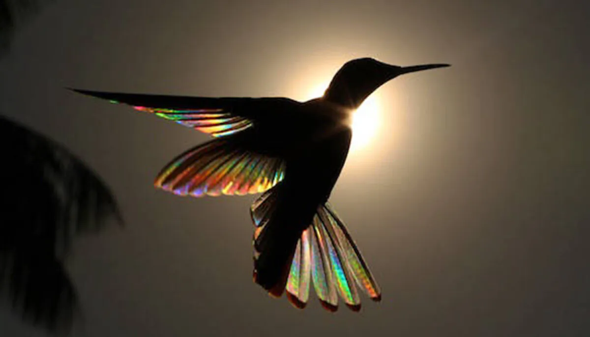 Rainbow Ballet (Courtesy of Christian Spencer)