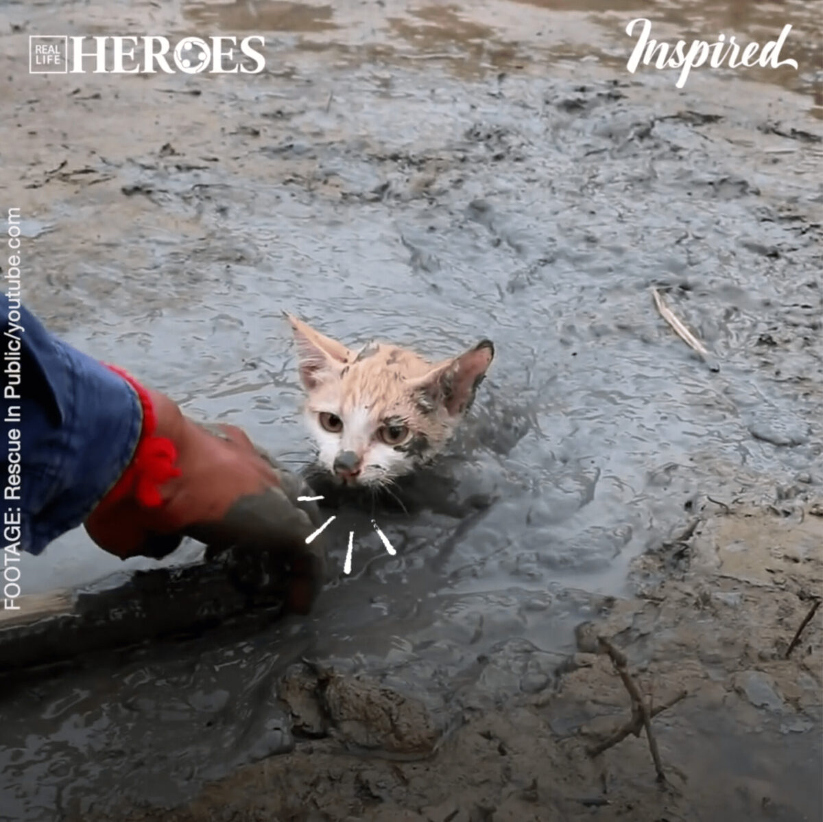 Amazing Rescue Of a Kitten Stuck In Mud