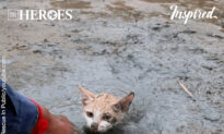 Amazing Rescue Of a Kitten Stuck In Mud