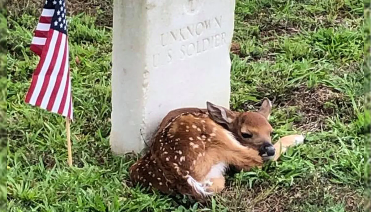 (National Park Service photo, taken at Andersonville National Historic Site)