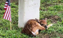 Tiny Fawn Spotted ‘Cozying Up’ Next to the Headstone of Unknown US Soldier at a Cemetery