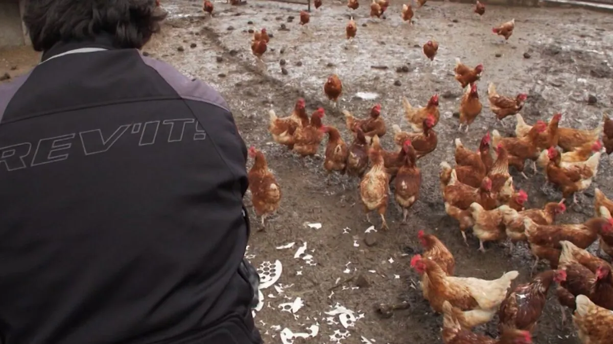 A person with a flock of chicken in a file photo. (CNN)