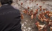 One Person Dead, 465 Sick After Interacting With Pet Poultry