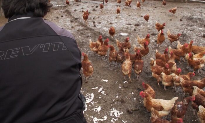 A person with a flock of chicken in a file photo. (CNN)
