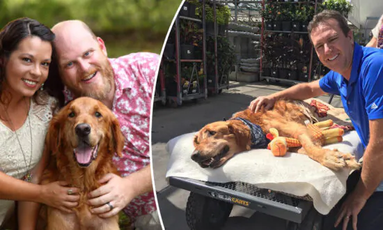 Owners of Sick Rescue Dog Spend Their Last Savings on a Wagon to Give Pup One Final ‘Walk’