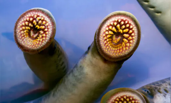 Bloodsucking ‘Vampire Fish’ Are Spawning in Vermont’s Waters–but Nothing to Fear, Say Experts