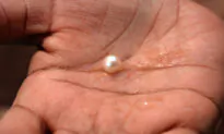 Diner Shocked to Find Real Pearl Inside Steamed Clam at Seafood Restaurant in New Hampshire