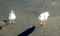 Owner Trains Seagull To Dance