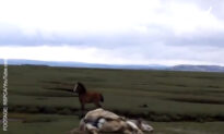 Little Foal Doesn’t Leave Immobile Mama Horse Alone