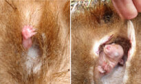 Astonishing Video Captures a Baby Wombat Waving Its Paw for Help From Dead Mom’s Pouch