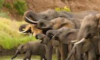 Hundreds of Elephants Found Dead in Botswana in Mysterious Mass Die-Off
