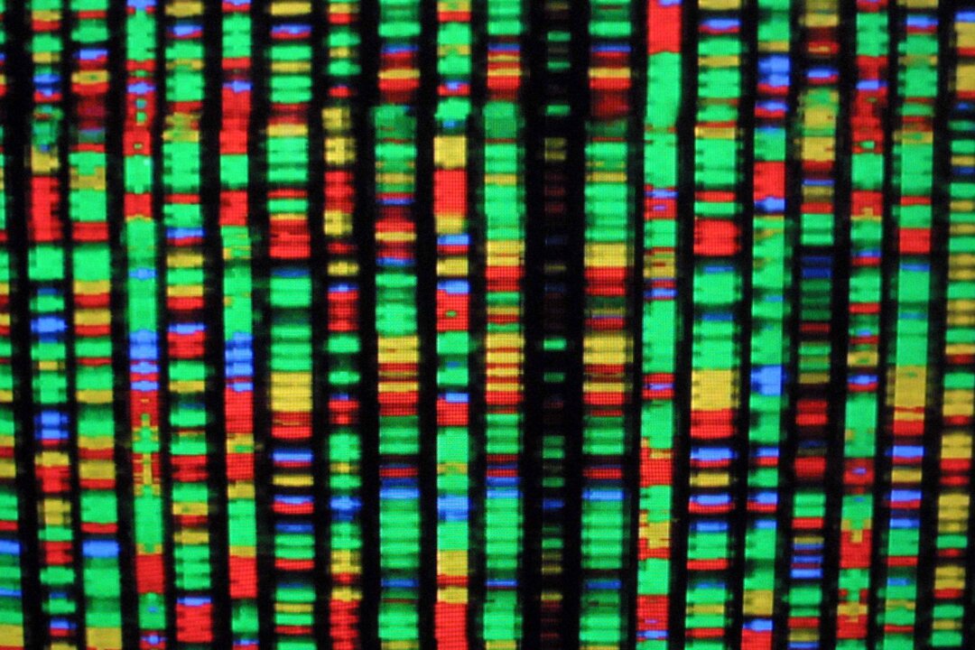 A digital representation of the human genome at the American Museum of Natural History in New York City on Aug. 15, 2001. Each color represents one the four chemical compenents of DNA. (Mario Tama/Getty Images)