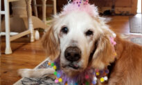 World’s Oldest Living Golden Retriever Celebrates 20th Birthday With Cake and Family