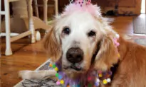 World’s Oldest Living Golden Retriever Celebrates 20th Birthday With Cake and Family