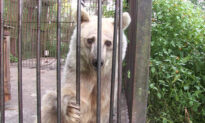 Suffering Circus Bear Spent 30 Years in a Rusty Cage, Is Finally Rescued to Spacious Sanctuary