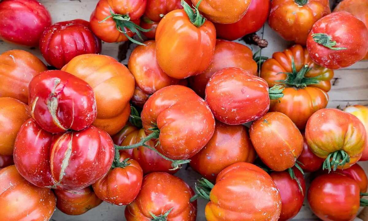 Come summertime, tomatoes take over gardens, market stalls, and menus across Italy. (Photo by Giulia Scarpaleggia)
