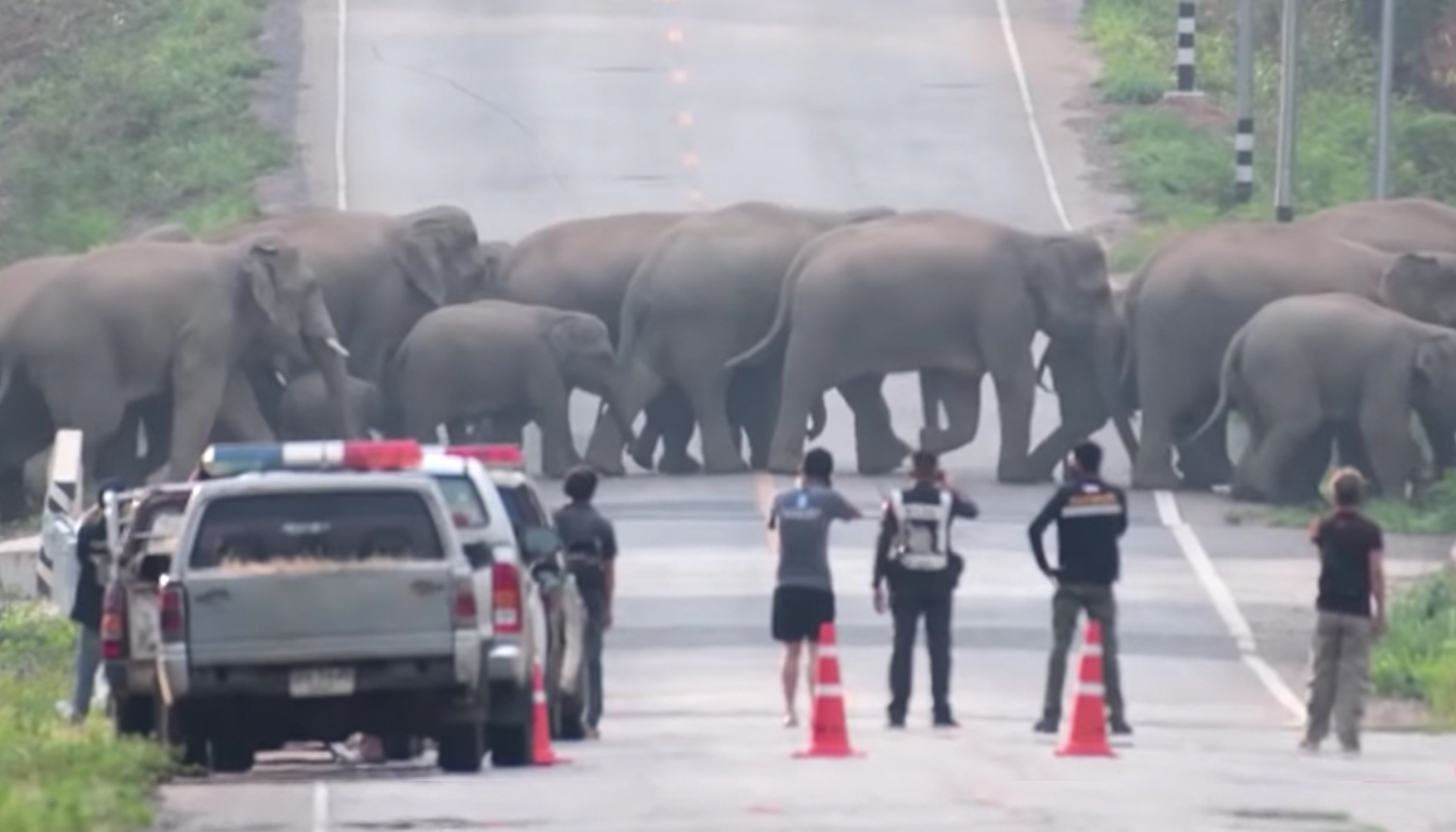 Spectacular Moment 50 Elephants Hold Up Traffic to Cross a Highway in  Thailand | The Epoch Times