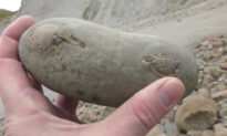 Man Finds a 12-Million-Year-Old Fossil Crab Hidden Inside Beach Rock (Video)