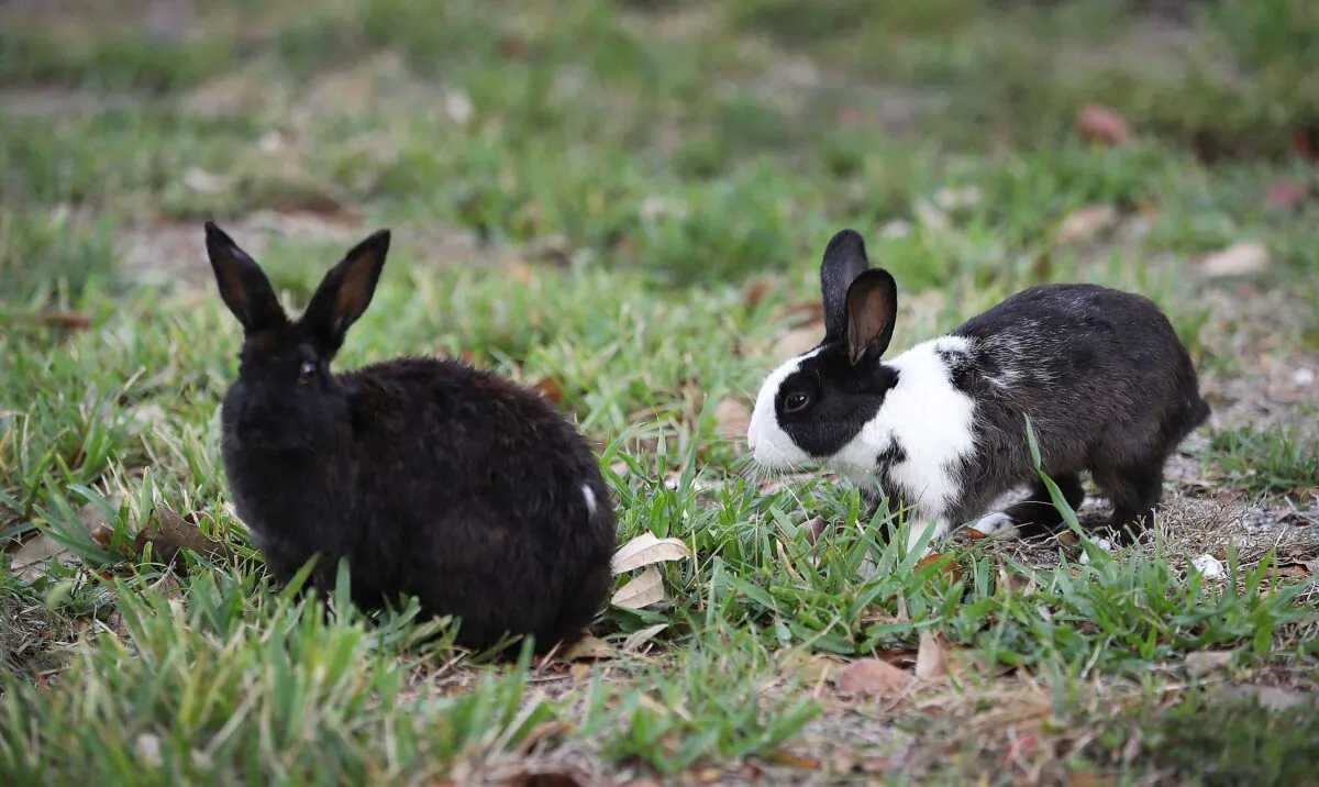 Rabbits are seen near Pioneer Canal Park in Boynton Beach, Fla., on April 22, 2018. (Joe Raedle/Getty Images)
