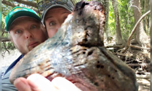 Fossil Hunter Discovers MASSIVE Megalodon Shark Tooth in a Riverbank in South Carolina