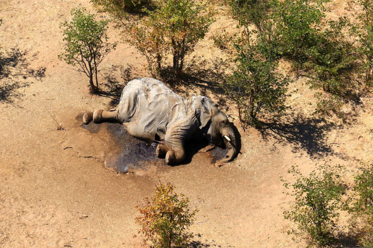 A dead elephant is seen in this undated handout image in Okavango Delta, Botswana, May-June, 2020. (Handout via Reuters)