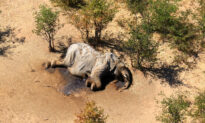 Hundreds of Elephants Found Dead in Botswana in Mysterious Mass Die-Off
