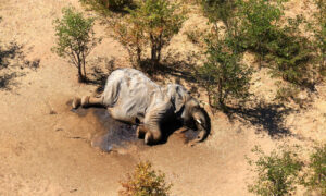 Hundreds of Elephants Found Dead in Botswana in Mysterious Mass Die-Off