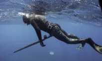Shark Kills Spearfisherman Off Queensland Island