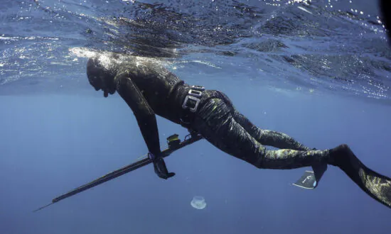 Shark Kills Spearfisherman Off Queensland Island