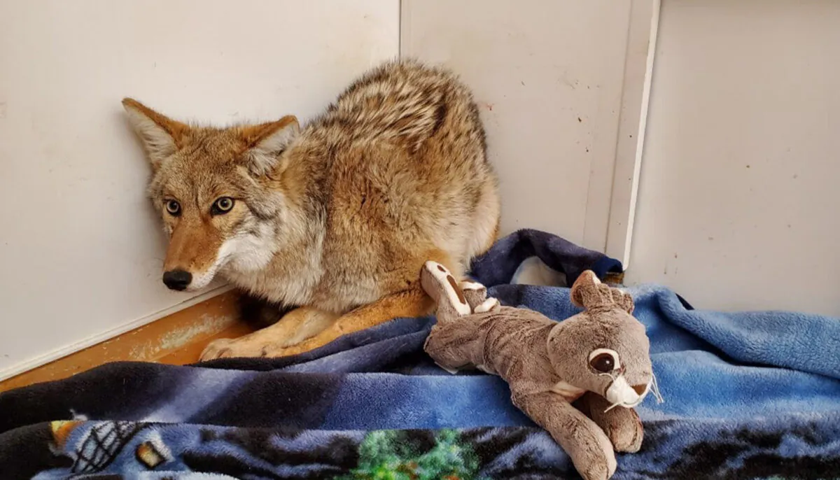 (Courtesy of Wildlife Haven Rehabilitation Centre)