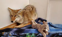 Night Shift Worker Rescues a ‘Dog’ He Hit With His Car, Only to Find Out It’s Actually a Coyote
