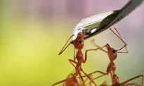 Photo of Ants Drinking From Water Droplet Wins Top Prize in an International Contest