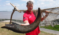 Fishermen Find Giant 27-Inch Bison Horn in Sand Bank, Believed to Be From Bronze Age