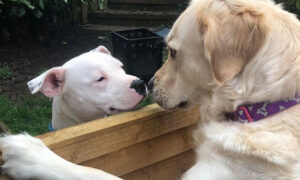 Next-Door Dogs Fall in Love With Each Other: 'They Are Inseparable When They Are Together'