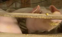 Deadly Swine Flu Virus Emerges in China