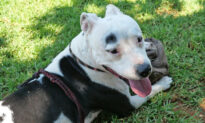 Sick Pit Bull Ignored Due to Her Breed Gets Rescued, Now Mentors Other Dogs