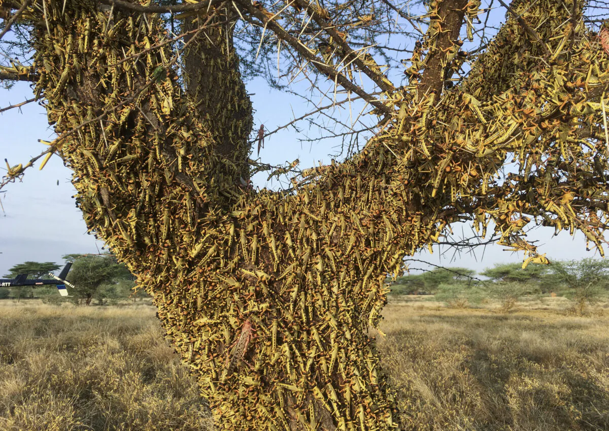 Locusts swarm on a tree south of Lodwar town in Turkana county, Kenya, on June 23, 2020.  (Boris Polo/AP Photo)