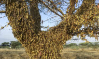 East Africa’s Locust Outbreak Is Far From Over