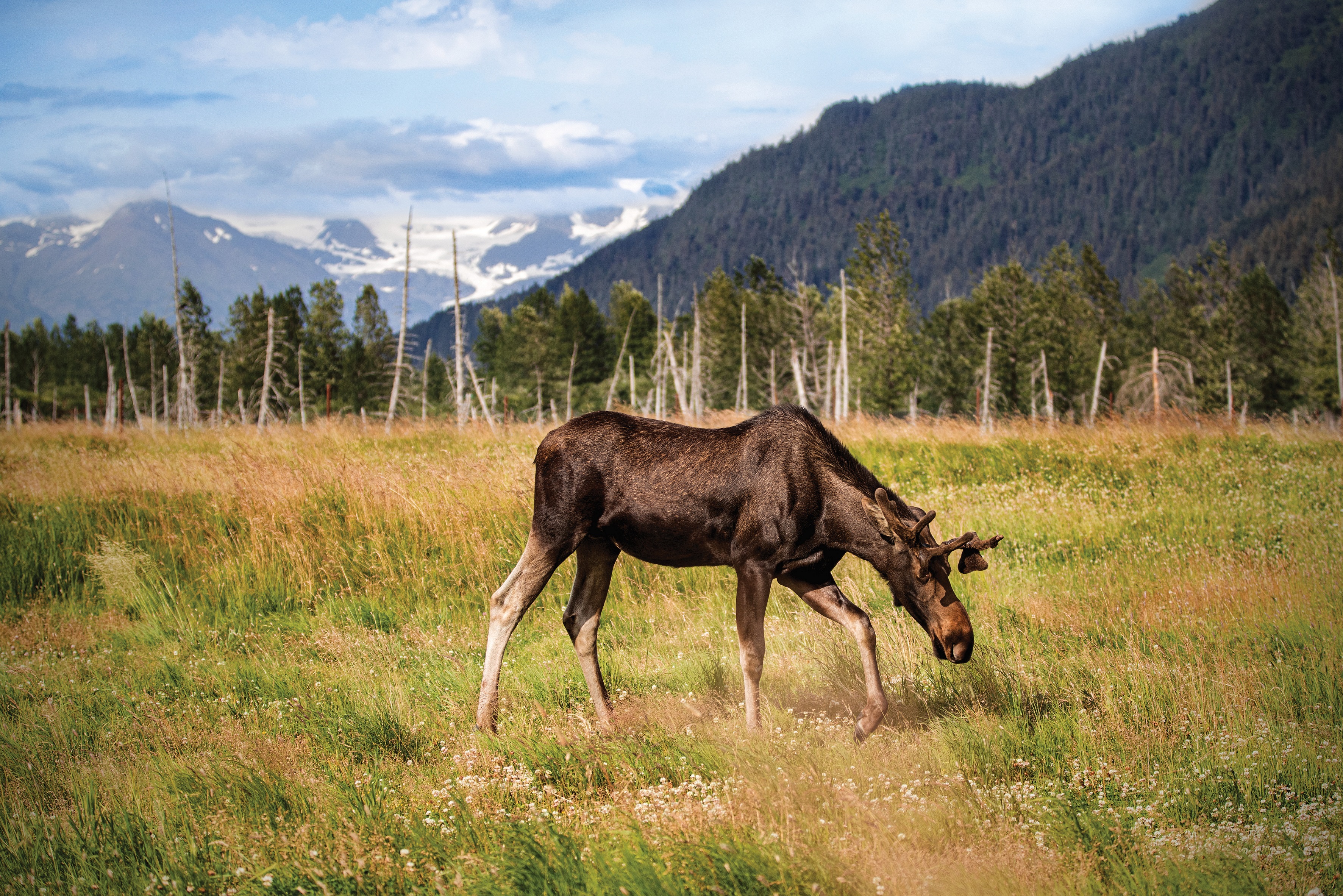 Moose at Alaska Wildlife Conservation 