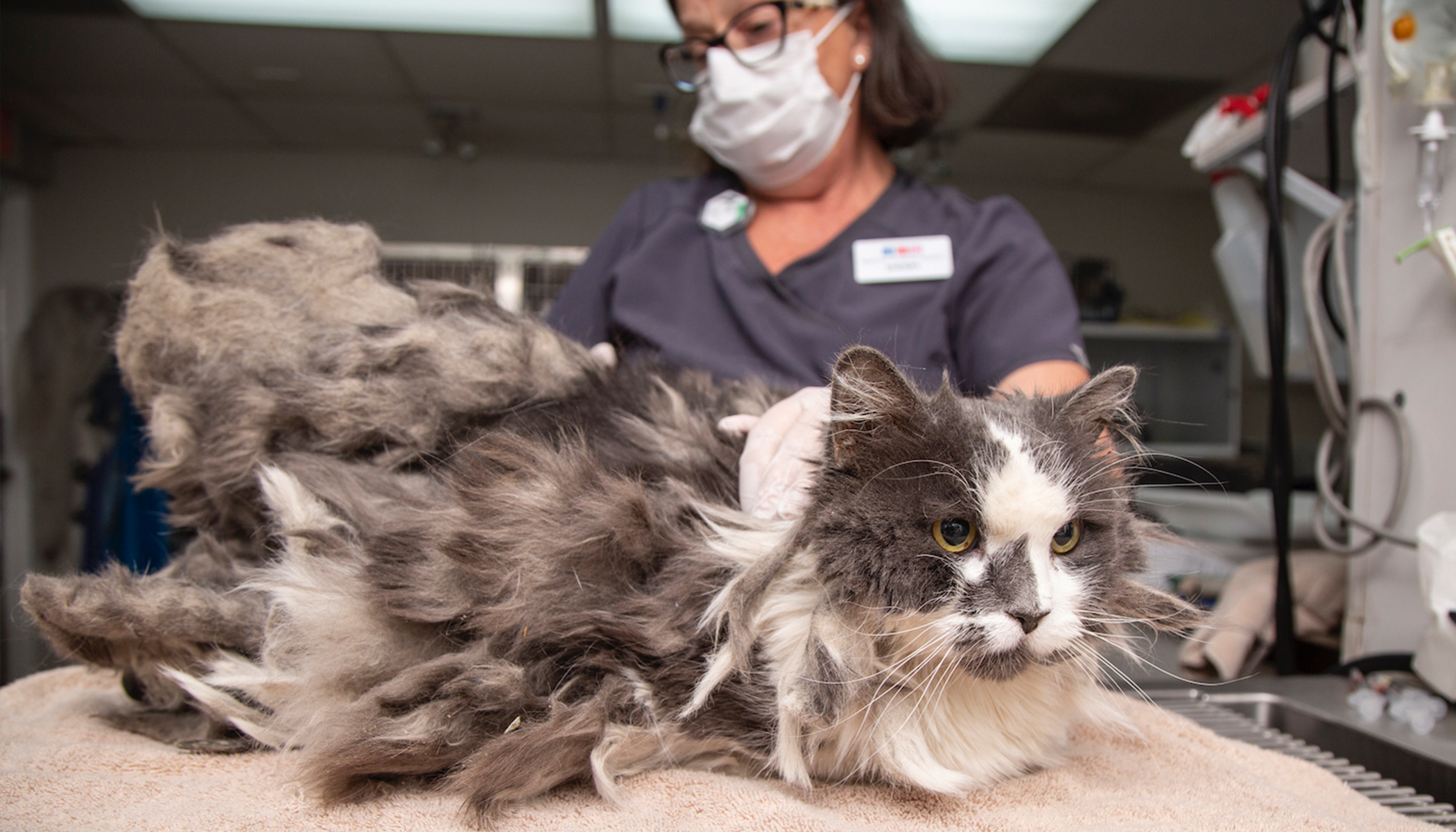 Shelter Removes 1 Lb. of Matted Fur from Abandoned Cat