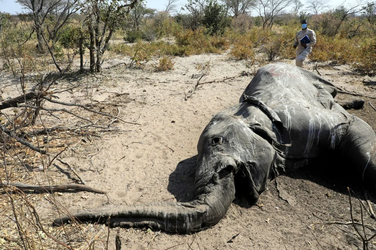 Dr Wave Kashweeka, Principal Veterinary Officer stands over the carcass of an elephant found near Seronga, in the Okavango Delta, Botswana, on July 9, 2020. (Thalefang Charles/File/Reuters)