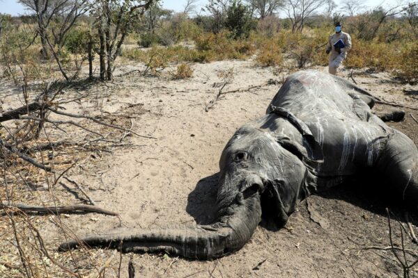 BOTSWANA-ELEPHANTS