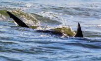 Teen Killed in Suspected Shark Attack Off Australian Coast: Police