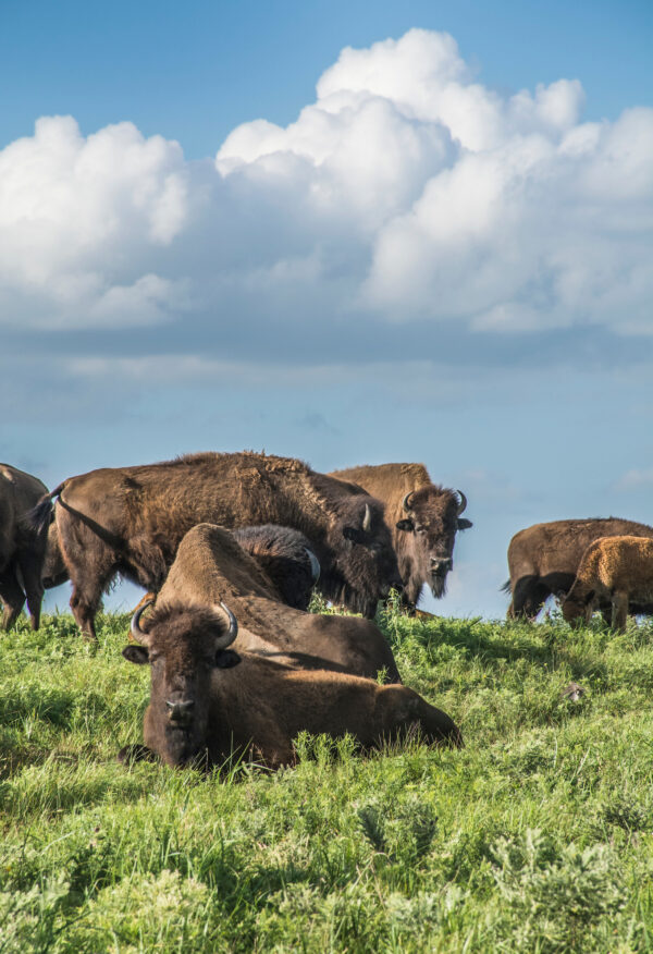 bison in kansas