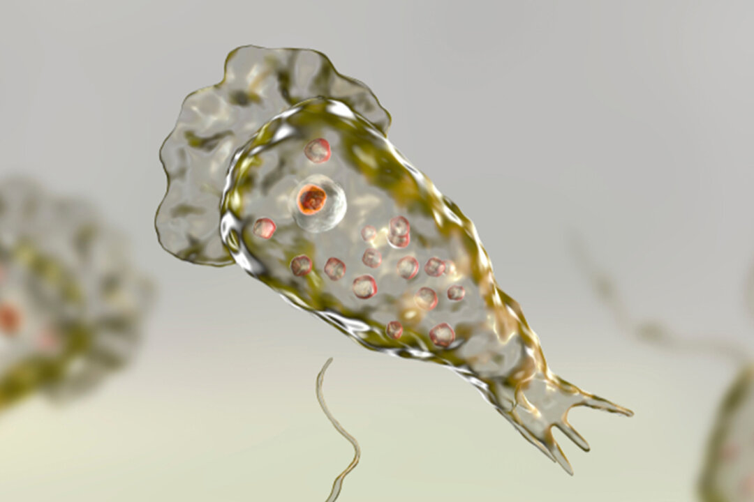 Naegleria fowleri (Illustration - Kateryna Kon/Shutterstock)