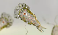 Rare Brain-Eating Amoeba Infects Person in Florida, Prompts Health Officials to Issue Warning