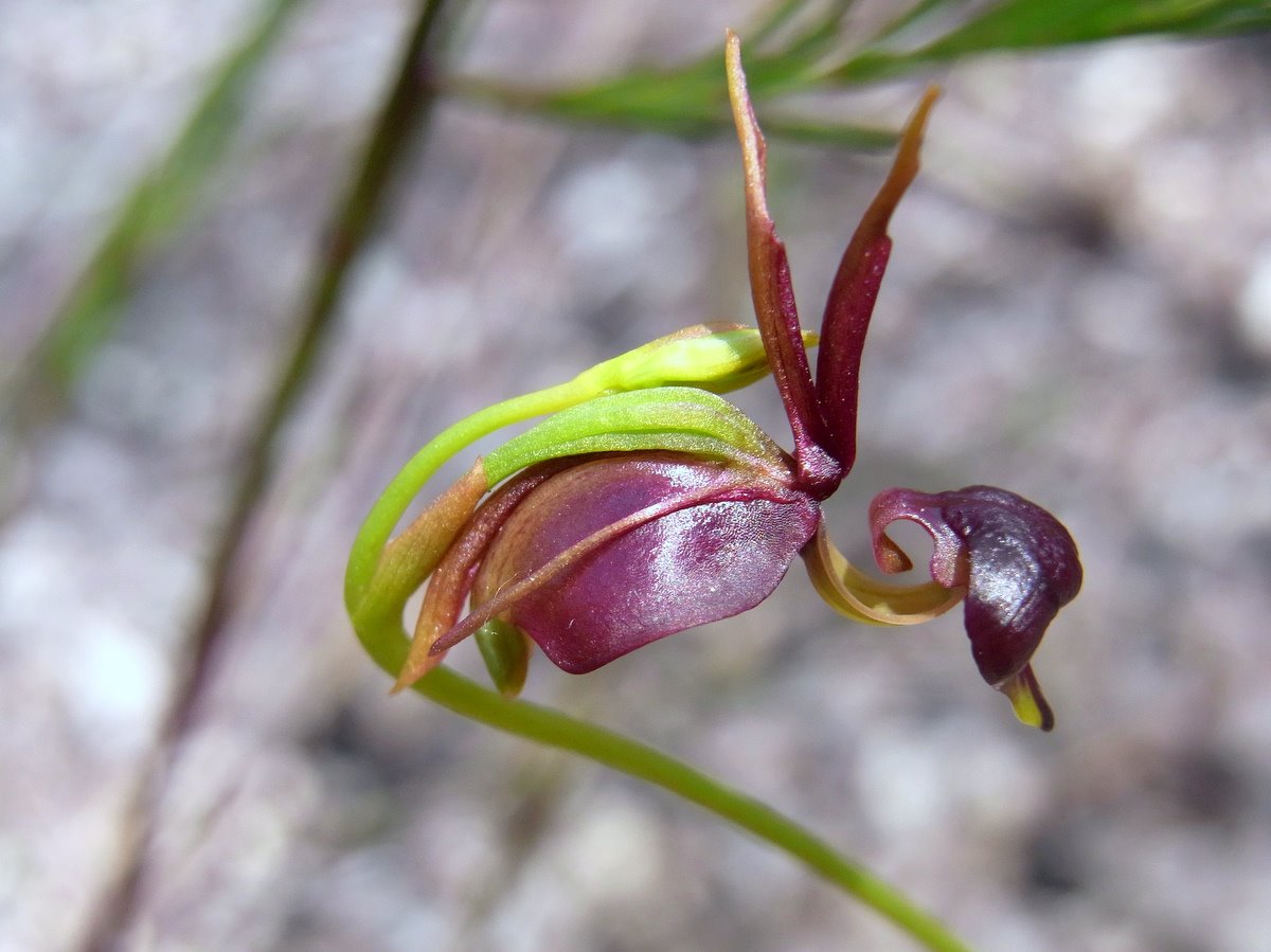 Beautiful orchid that looks just like Daffy Duck