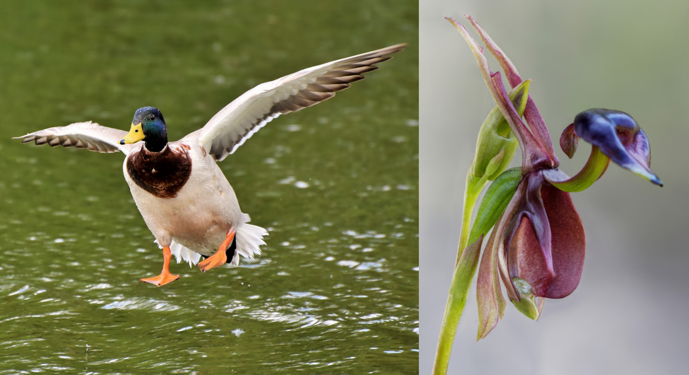 Fascinating Orchid That Has an Uncanny Resemblance to a Flying Duck