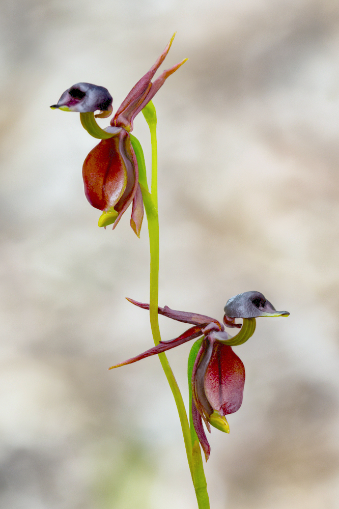 https://img.theepochtimes.com/assets/uploads/2020/07/16/ET-Flying-Duck-Orchid3-1.jpg