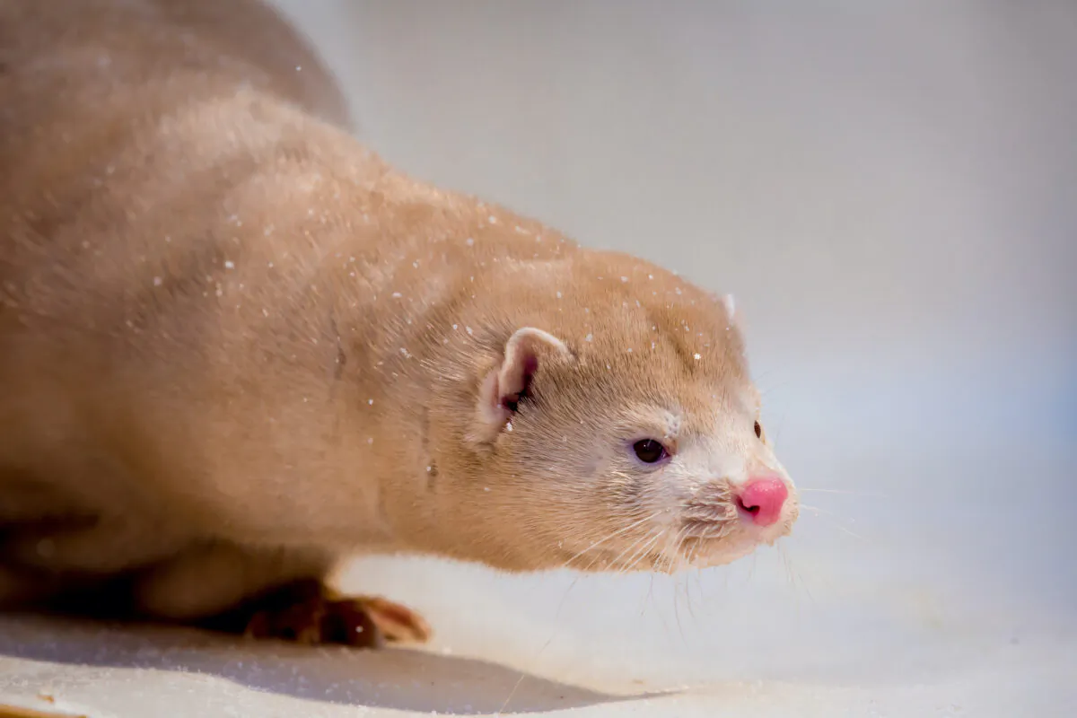 File photo of a mink grown in fur farming, in the box for photography, powdered with snow. (Kostantin Sokolov/iStock Photos)